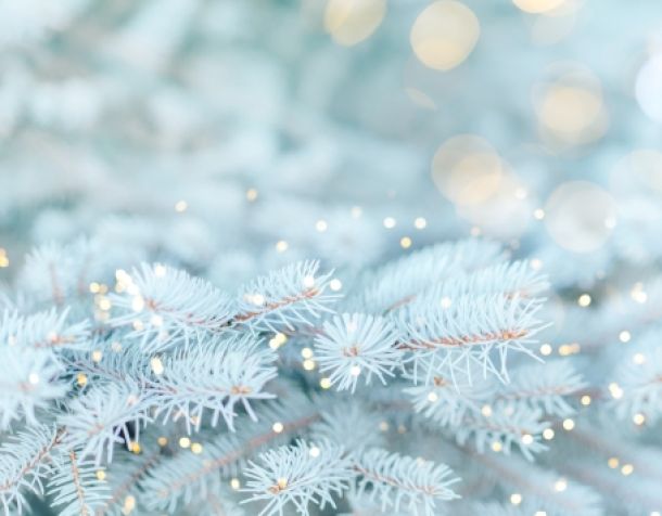 Long banner of white snowy Christmas tree background outdoor, lights bokeh around, and snow falling, Christmas atmosphere.
