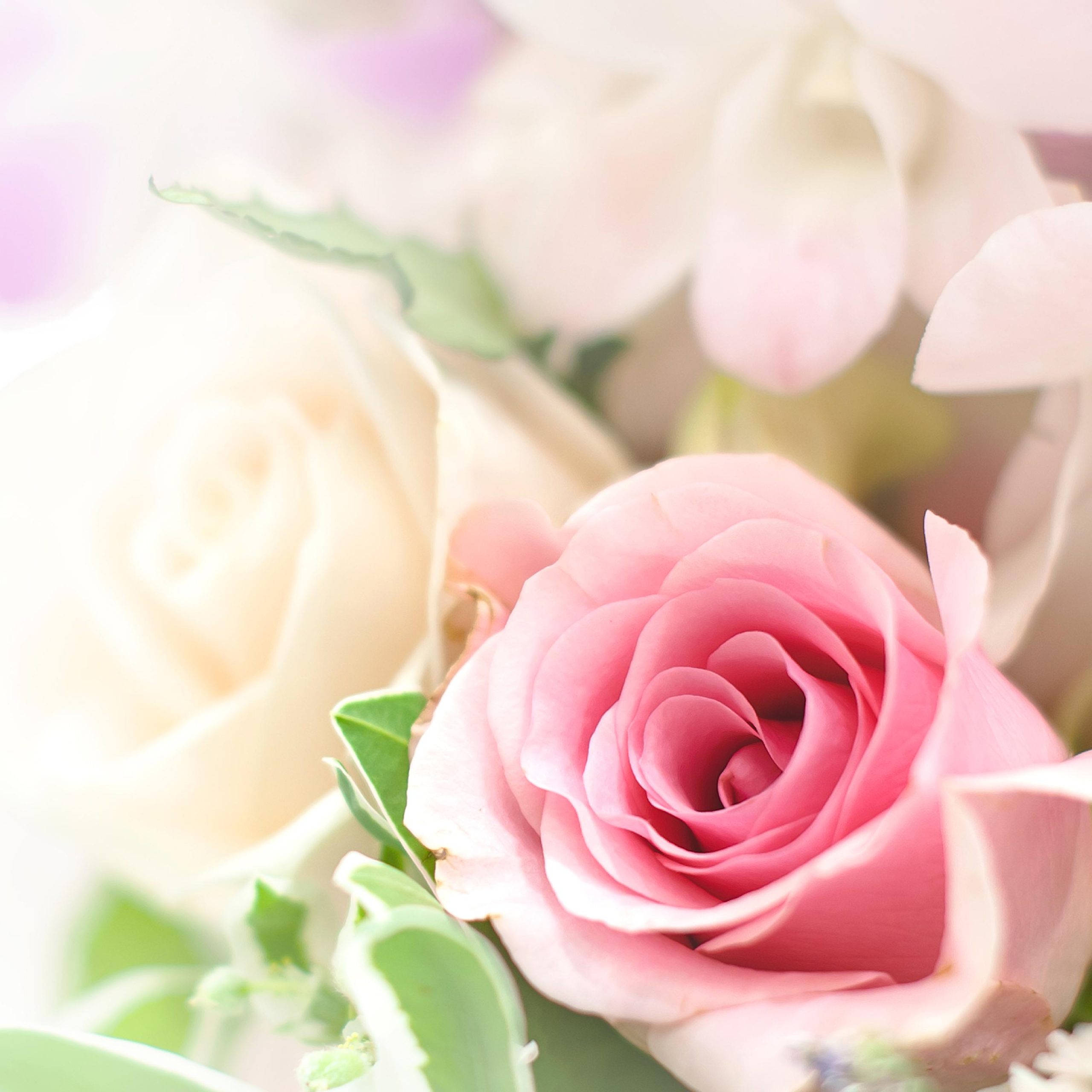 Roses in pastel colors 170x170 for Hearts concert